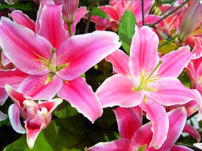 bunga-lili-kala-pink-1